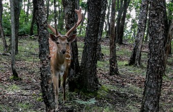 В Приморье охотники нарушили правила и лишились приборов