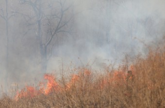 Аграриям Приморья запрещено жечь сухую траву на сельхозугодьях